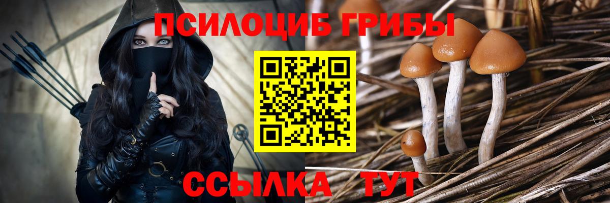 Галлюциногенные грибы Psilocybe Осинники